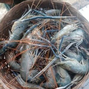 ৪ কেজি চিংড়ি মাছ (২০০০×১)